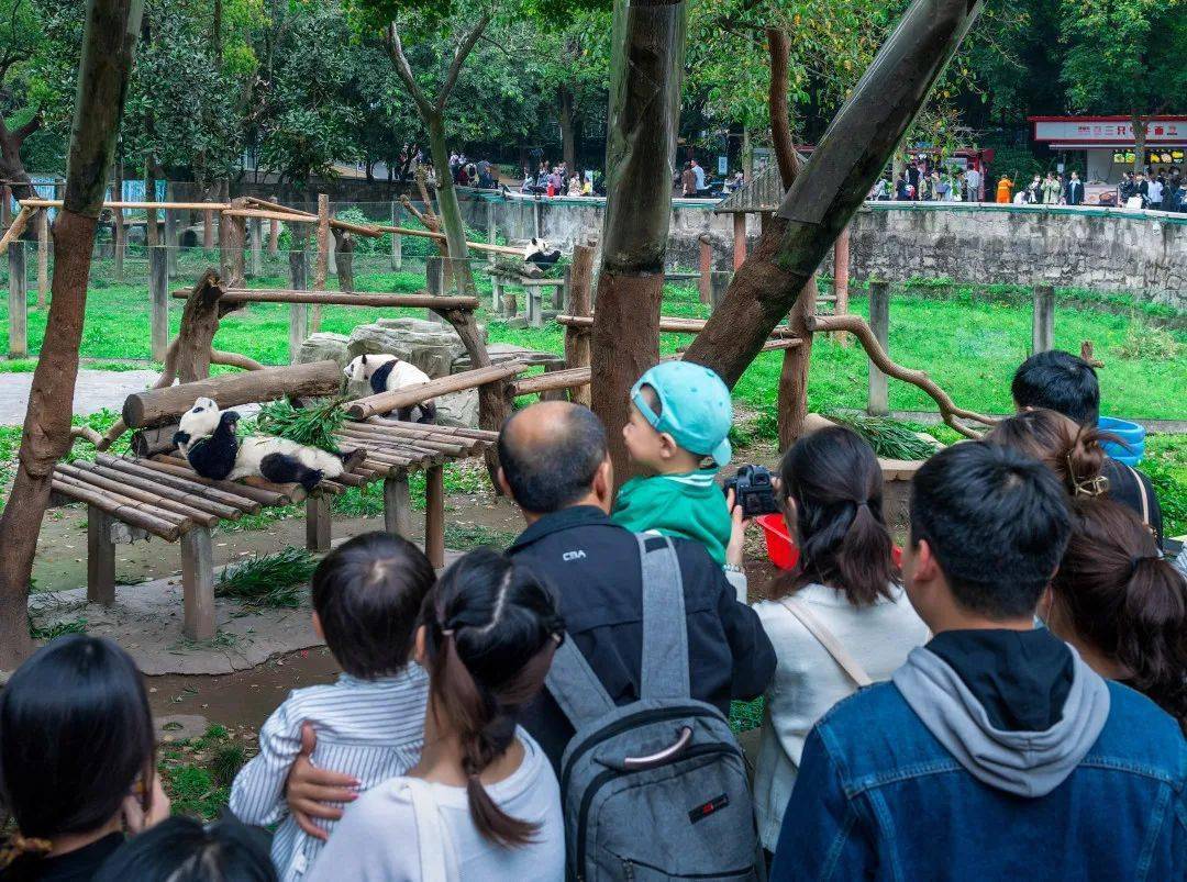 一节一清明,重庆动物园火爆九龙坡都市游_旅游_文明_游客