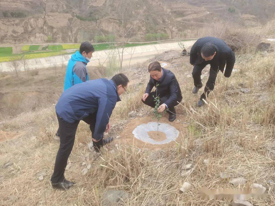 姚续鹏一行先后到大桥镇郭坝村,西高山镇冉山村油橄榄栽植点,太石河乡