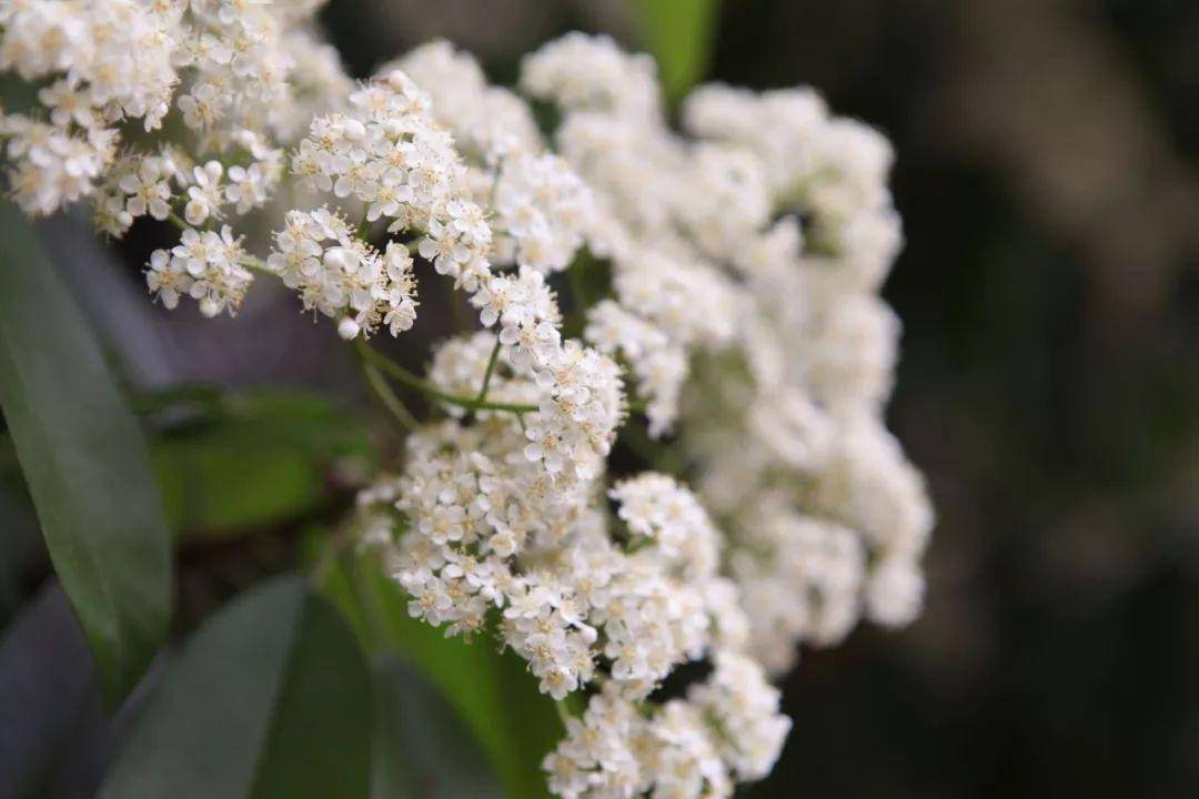 石楠花是哪个市的市花(石楠花是哪个城市的市花)