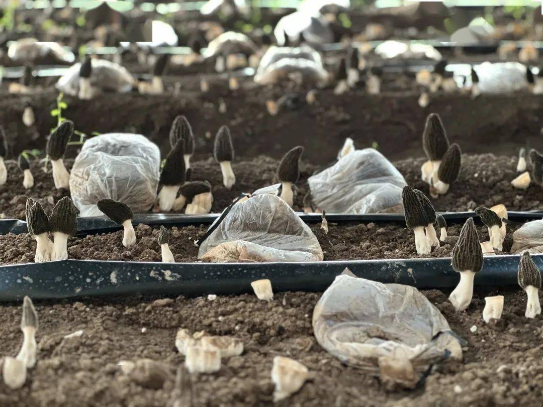 春来第一鲜 羊肚菌喜获丰收_种植_管理_温室大棚