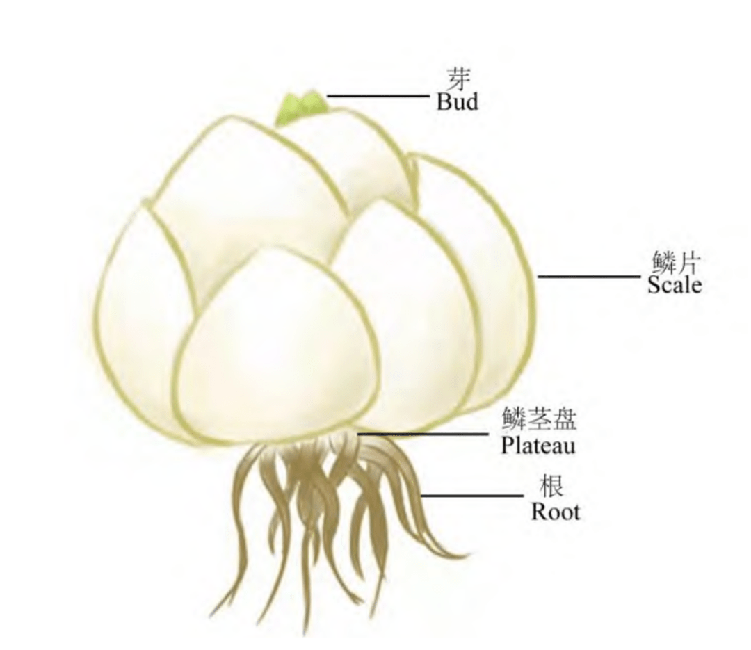 那些长得像大蒜头的植物都是啥? 一文带你认清它们_鳞茎_变态_球茎