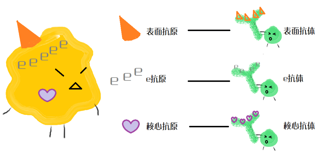 两对半包括五项，即：表面抗原vs表面抗体，e抗原vse抗体，以及核心抗体。