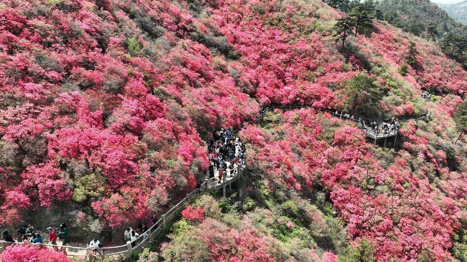 在武汉木兰云雾山共赴一场春天的花事