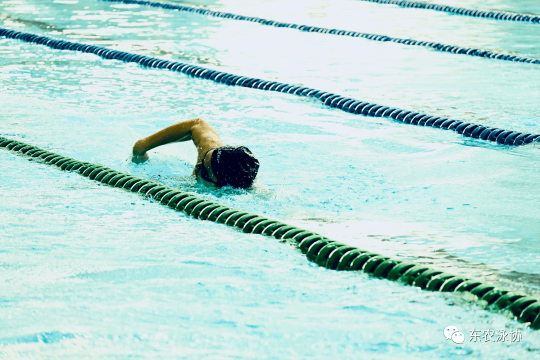 2023年东北农业大学游泳校赛成绩公报_余林奚_刘鑫_张睿萱