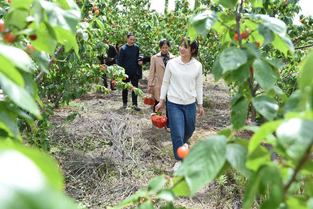 自贡樱桃采摘基地图片