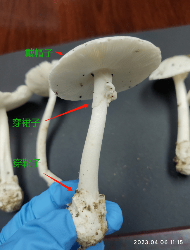 告急提醒！​龙岗发现那种“致命毒物”！