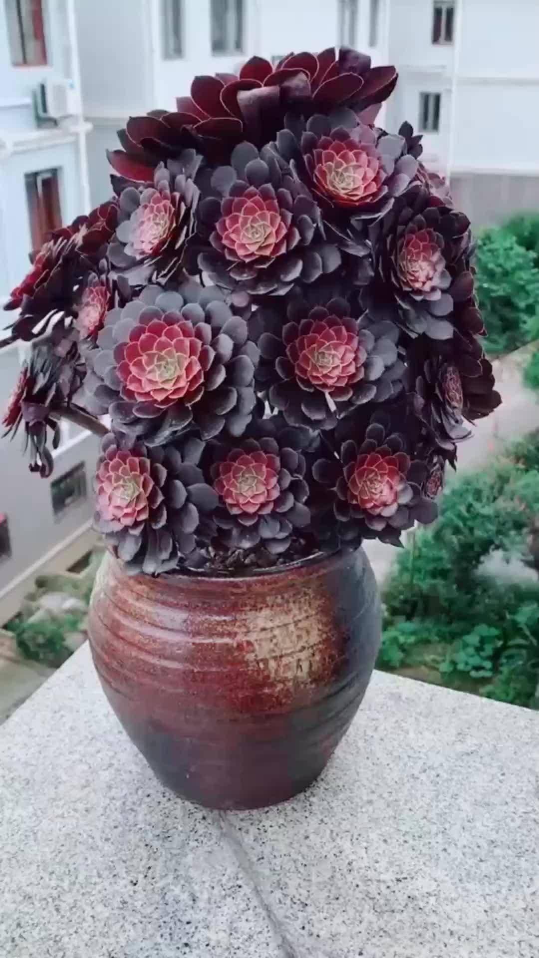 养多肉法师,用上"2招",一头变多头,颜色美很好看,飞速生长_关键_植物