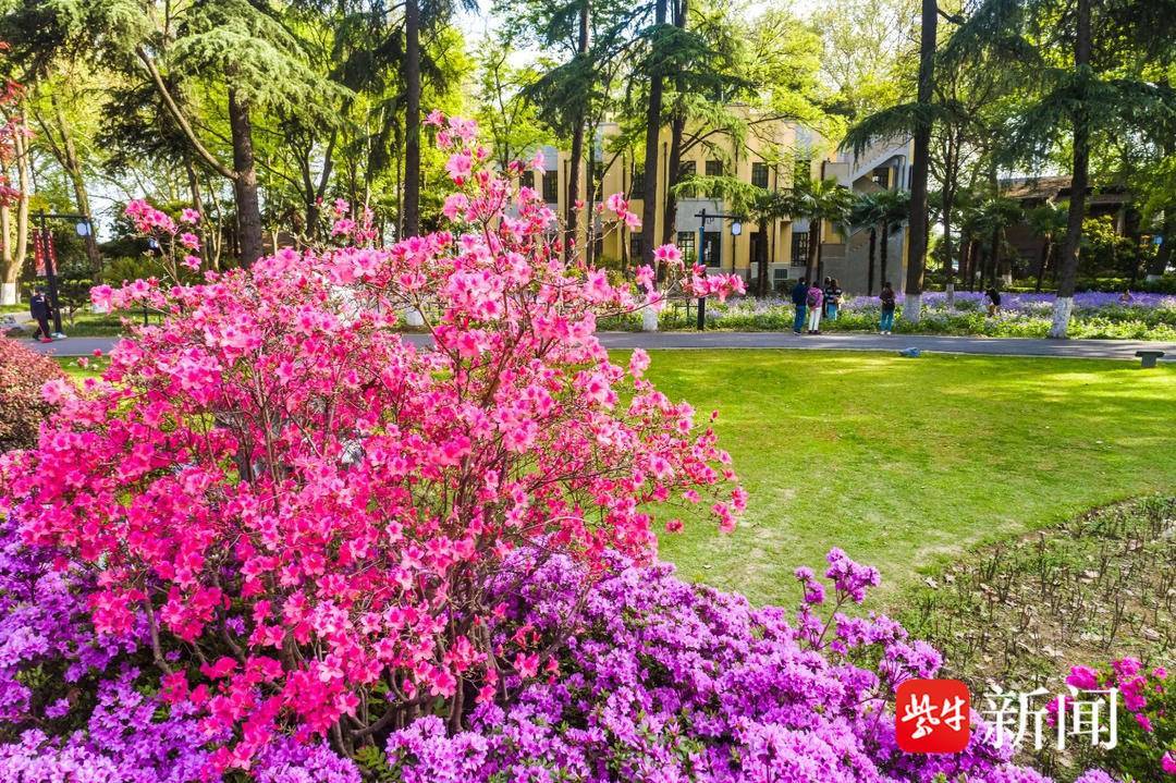 踯躅花（踯躅怎么读,什么意思） 第2张