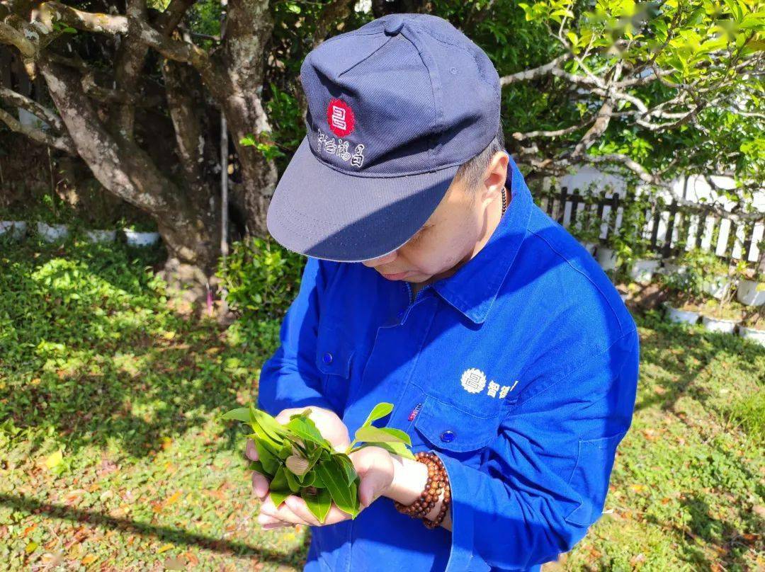 十年来,随着白莺山大叶种茶走出大山,迈进市场,受