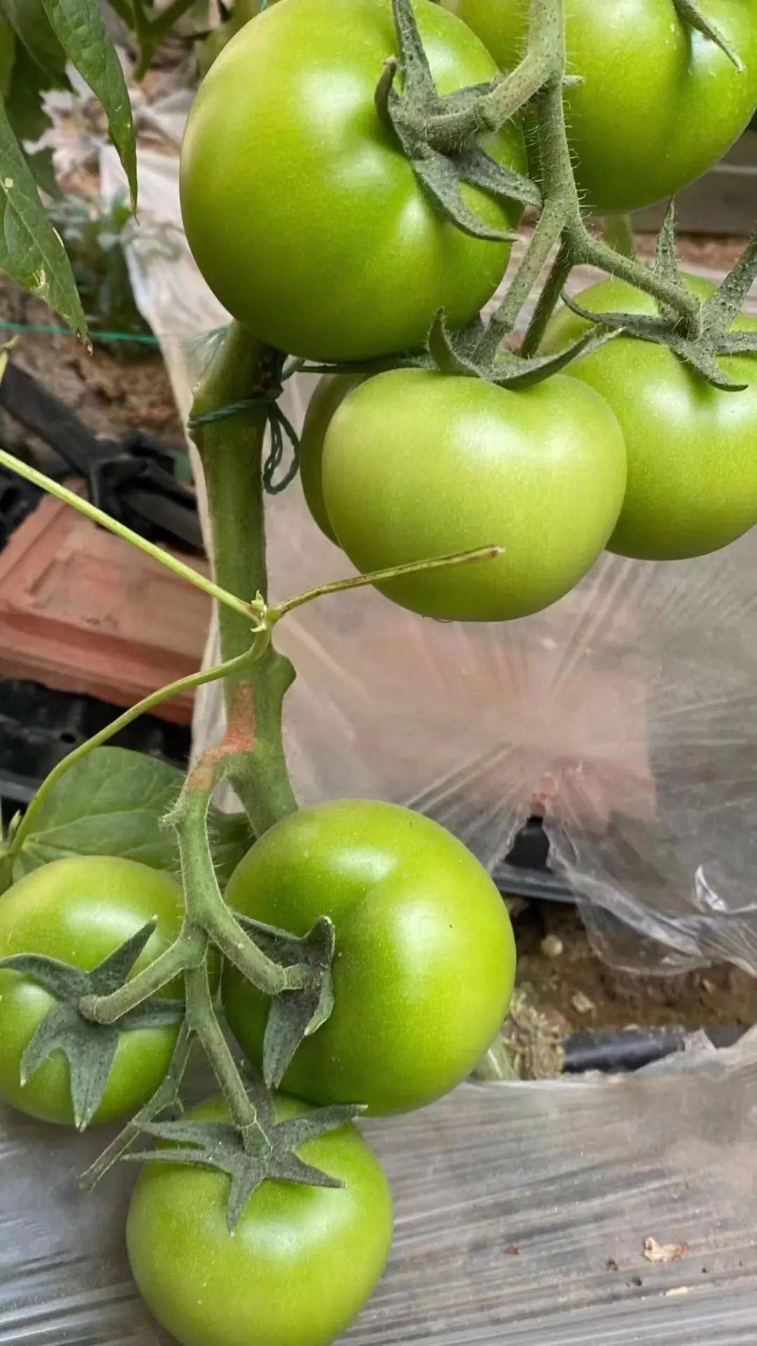 西红柿丨要想柿子膨果好,沃地钙宝少不了!_效果_方案_标准化