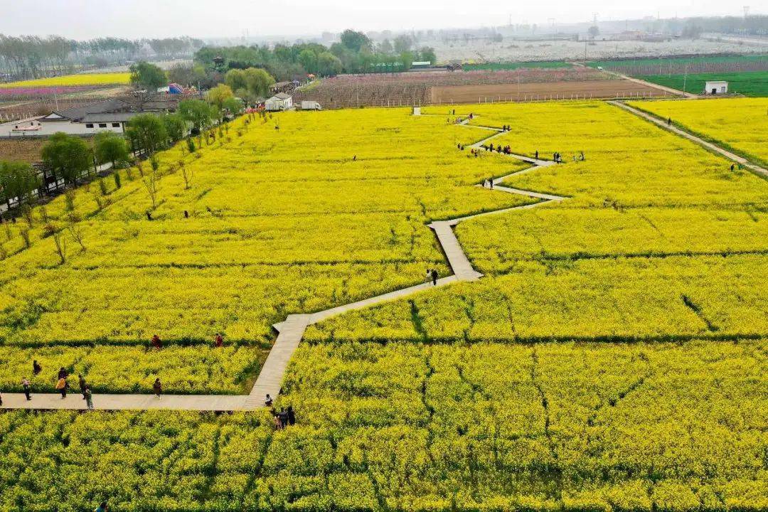 央媒聚焦|石家庄晋州:百花绽放春光好_特色_农业_游客