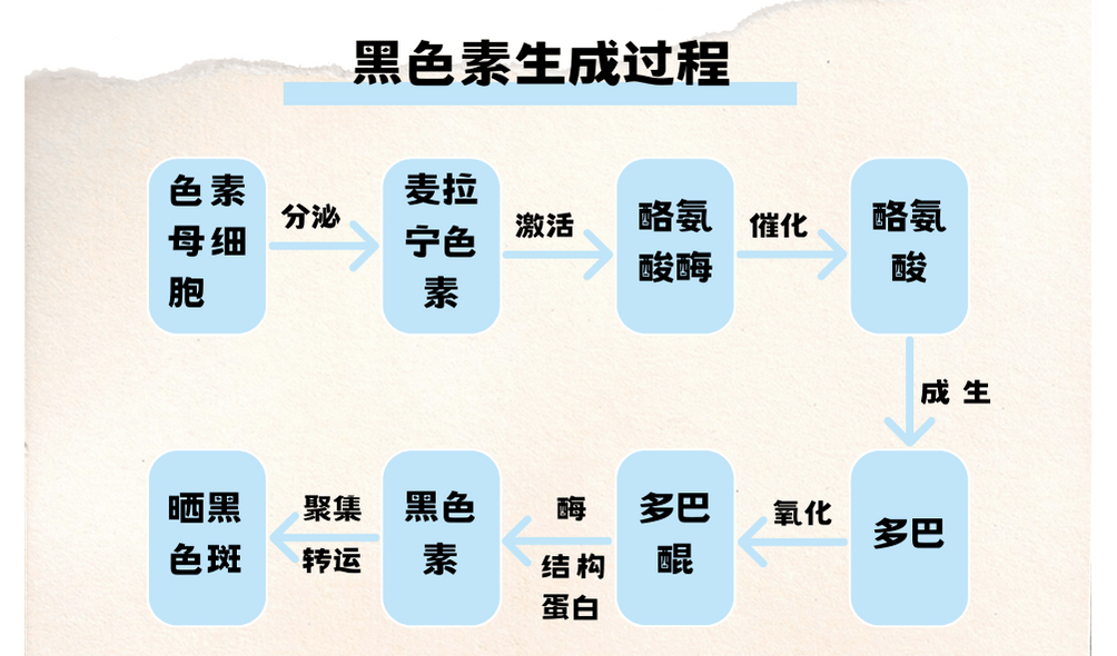 既然要聊烟酰胺的美白机制,自然绕不开黑色素的生成过程.
