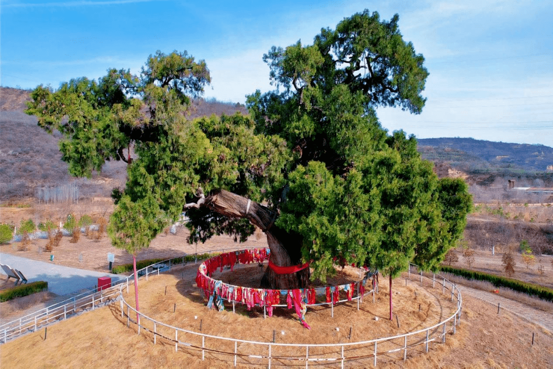 36米,地径8.6米,冠幅平均15.8米,东西15.2米,南北16.