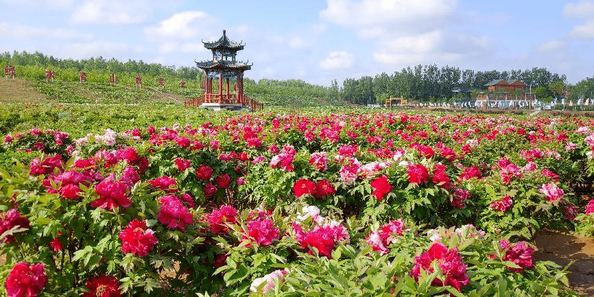 东阿县第七届艾山牡丹观光节开幕式将于2023年4月15日在艾山风景区