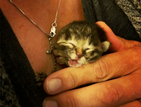 网友:你拥有了双倍可爱!_双头_问题_动物