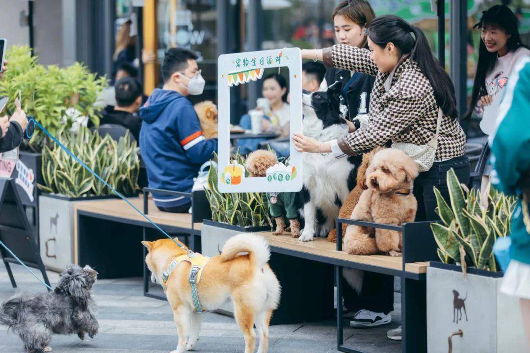 在热闹治愈的集市里,收获毛茸茸的幸福_毛孩子_宠物_外滩