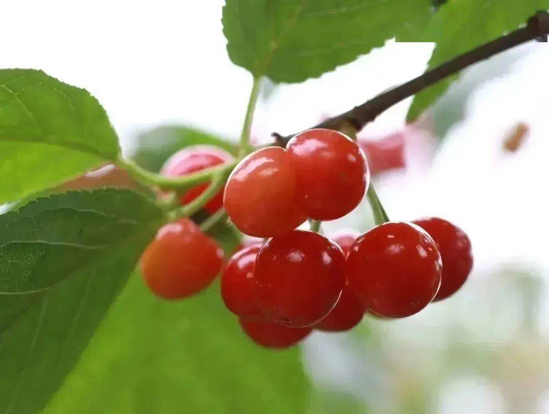 乌皮樱桃已经陆续成熟