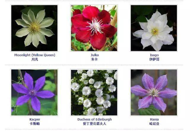 铁线莲的分类 百款铁线莲品种图鉴 | 庭院必种 花园三宝