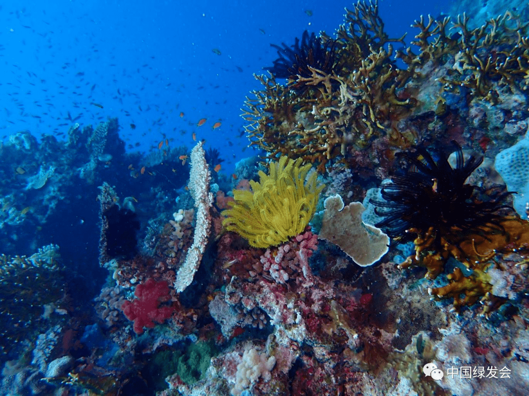 谈将来十年对海洋生物多样性的新兴影响 | 国际专家解读