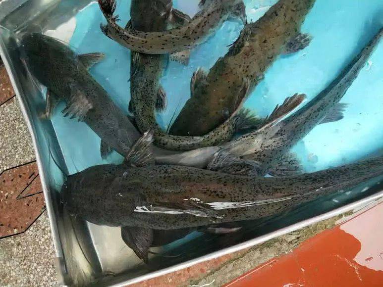 广西红水河中有一种鱼叫"芝麻剑"它的鲜味要赶上河豚