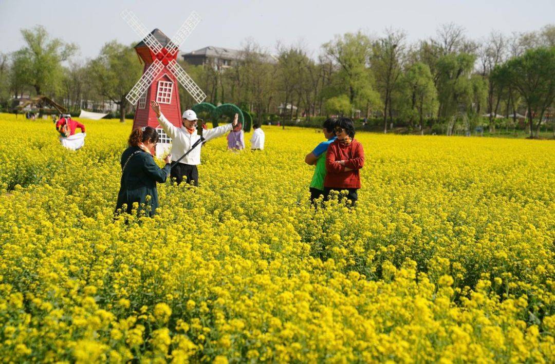 北京绝美油菜花海盛放,抢先体验——_怪村_的花海_市民