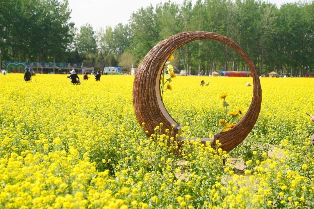 北京绝美油菜花海盛放,抢先体验——_怪村_的花海_市民