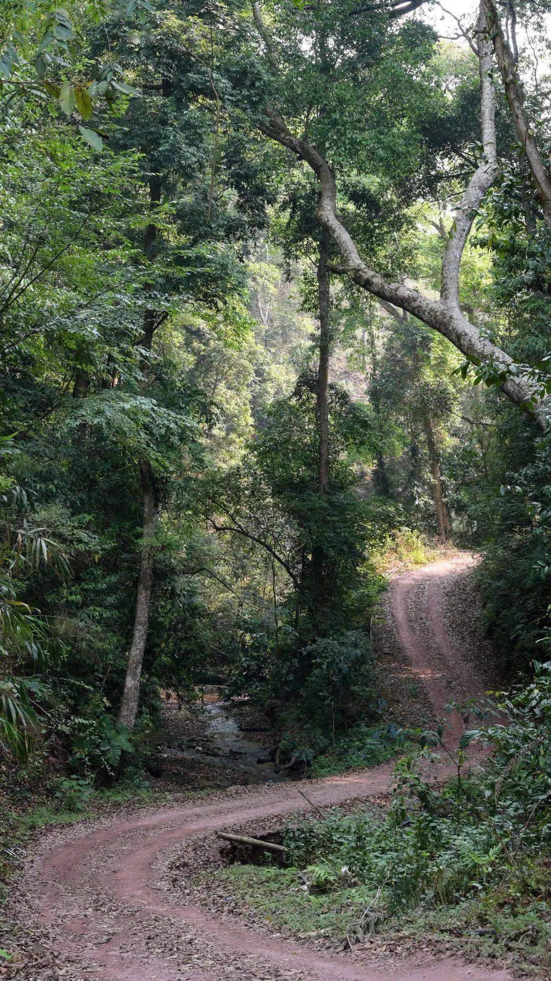 新品上市 | 2023龙润茶·易武丁家寨:稀缺山头,高杆古树_茶树_滋味