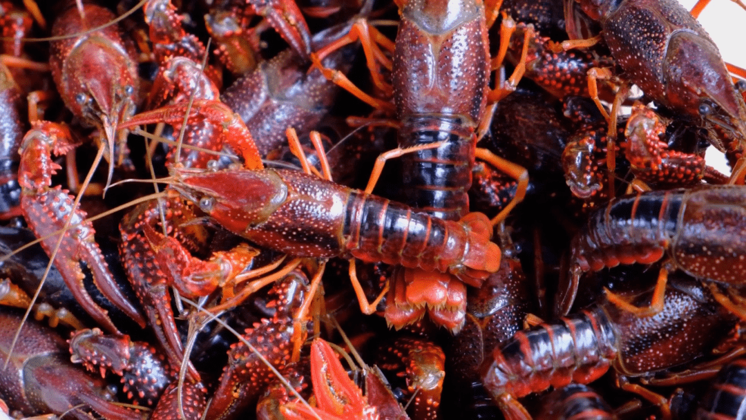 快带上你的ta,来九江赴一趟真爱之旅(附小龙虾做法及攻略)_鄱阳湖