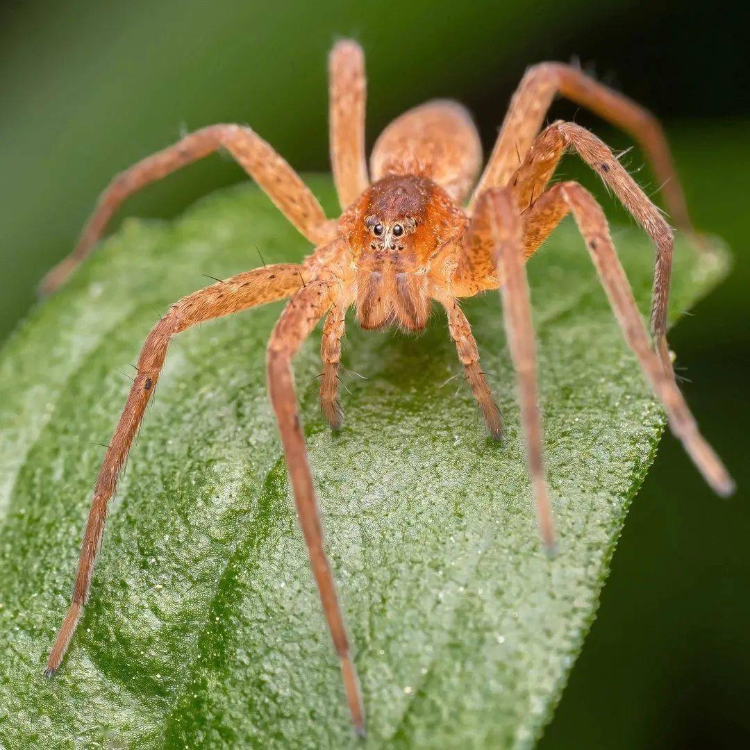 5微距去野拍!_macro_赵锷_zuiko