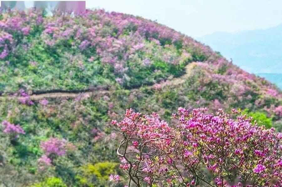 奉化金峨村杜鹃图片