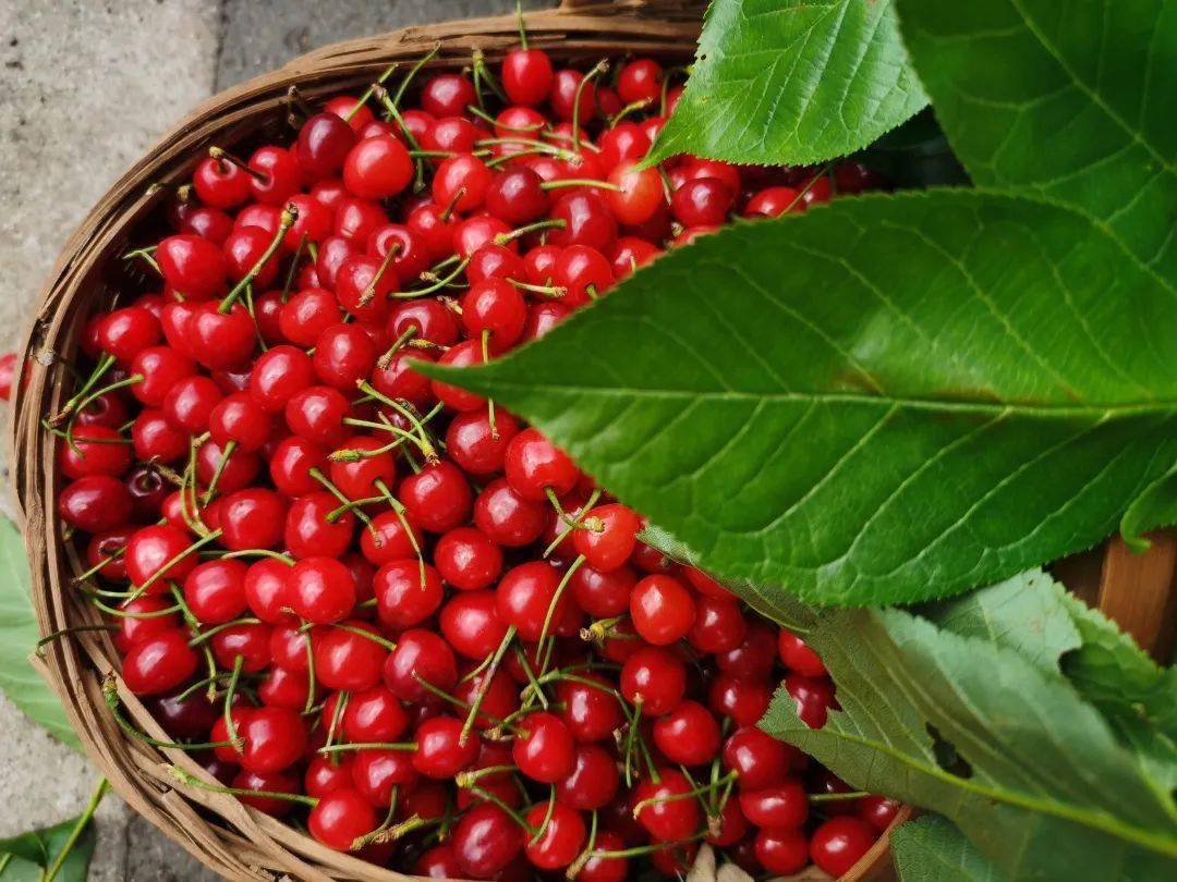 "樱缘再续·相遇茂良"2023年镇宁樱桃采摘旅游季开幕_活动_马厂镇