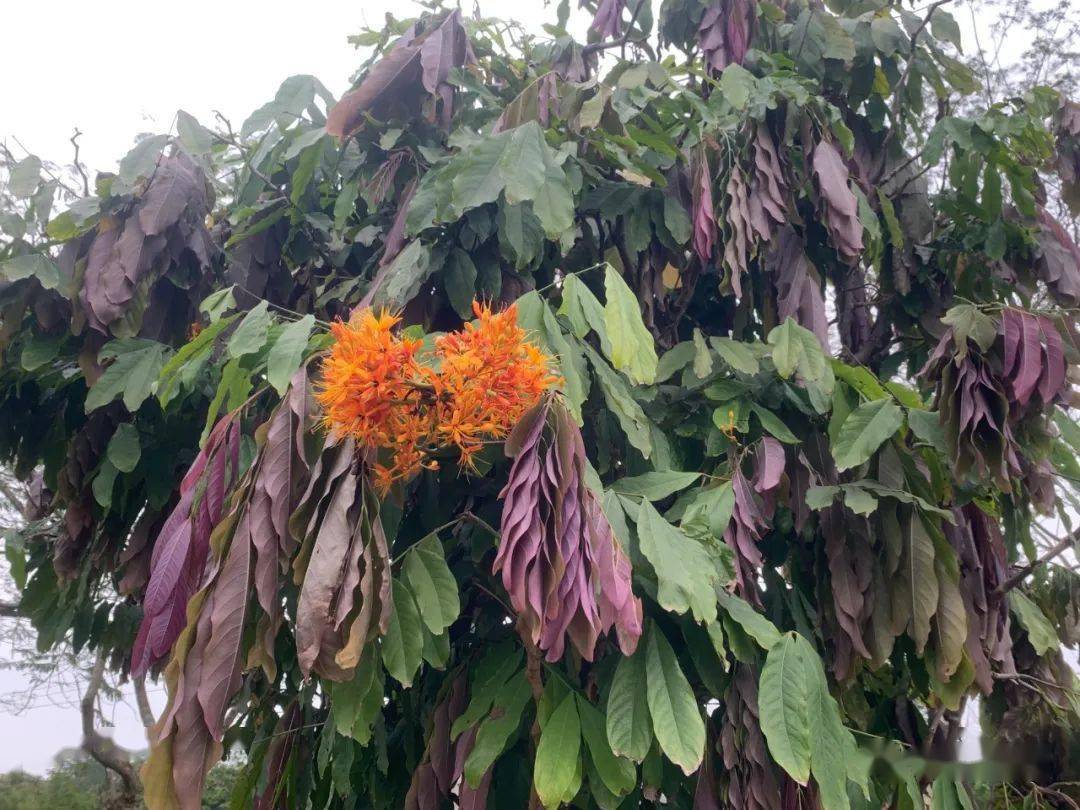 四季常开,无忧无虑无忧花