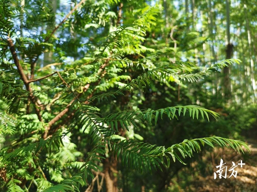 茶油树（茶油树怎么种植油茶树怎么管理） 第5张