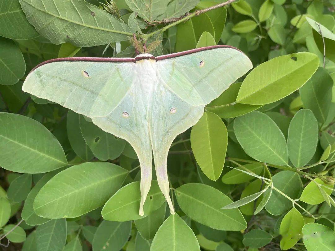 山路上遇到一只绿尾大蚕蛾,没舍得打扰以前拍的油桐花返回搜狐,查看