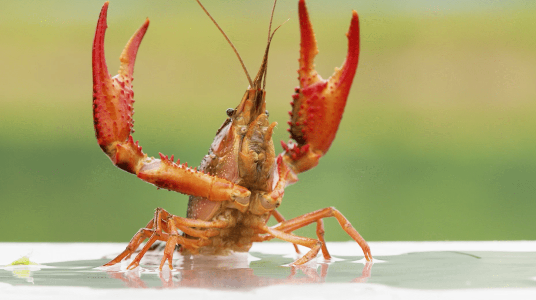 鱼台龙虾的誓言!_演出_审核_保护