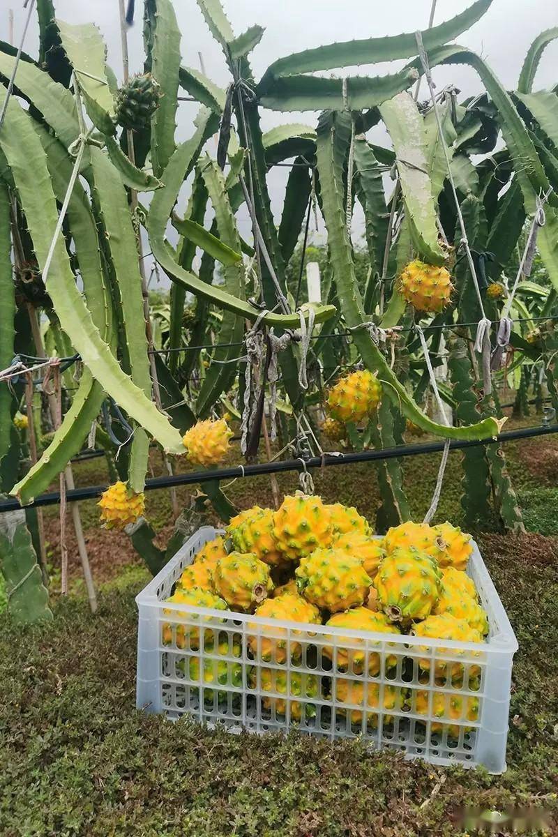燕窝果作为热带果树,浅根系植物,切忌被水长时间浸泡,否则容易导致