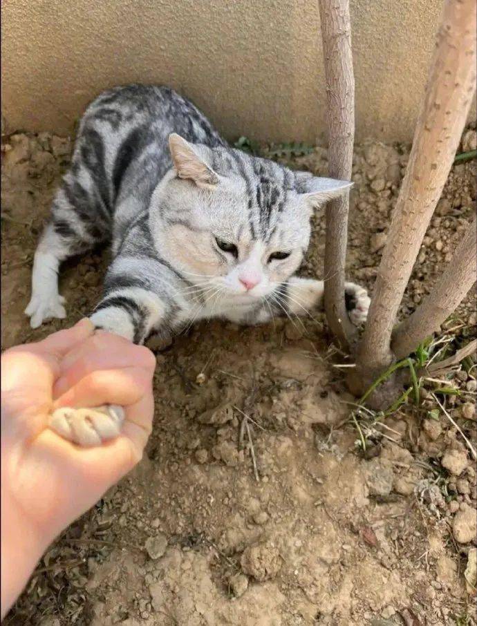 04,猫猫我啊自愿被烤主人的猫粮无以为报03.我和我的上下铺兄弟02.