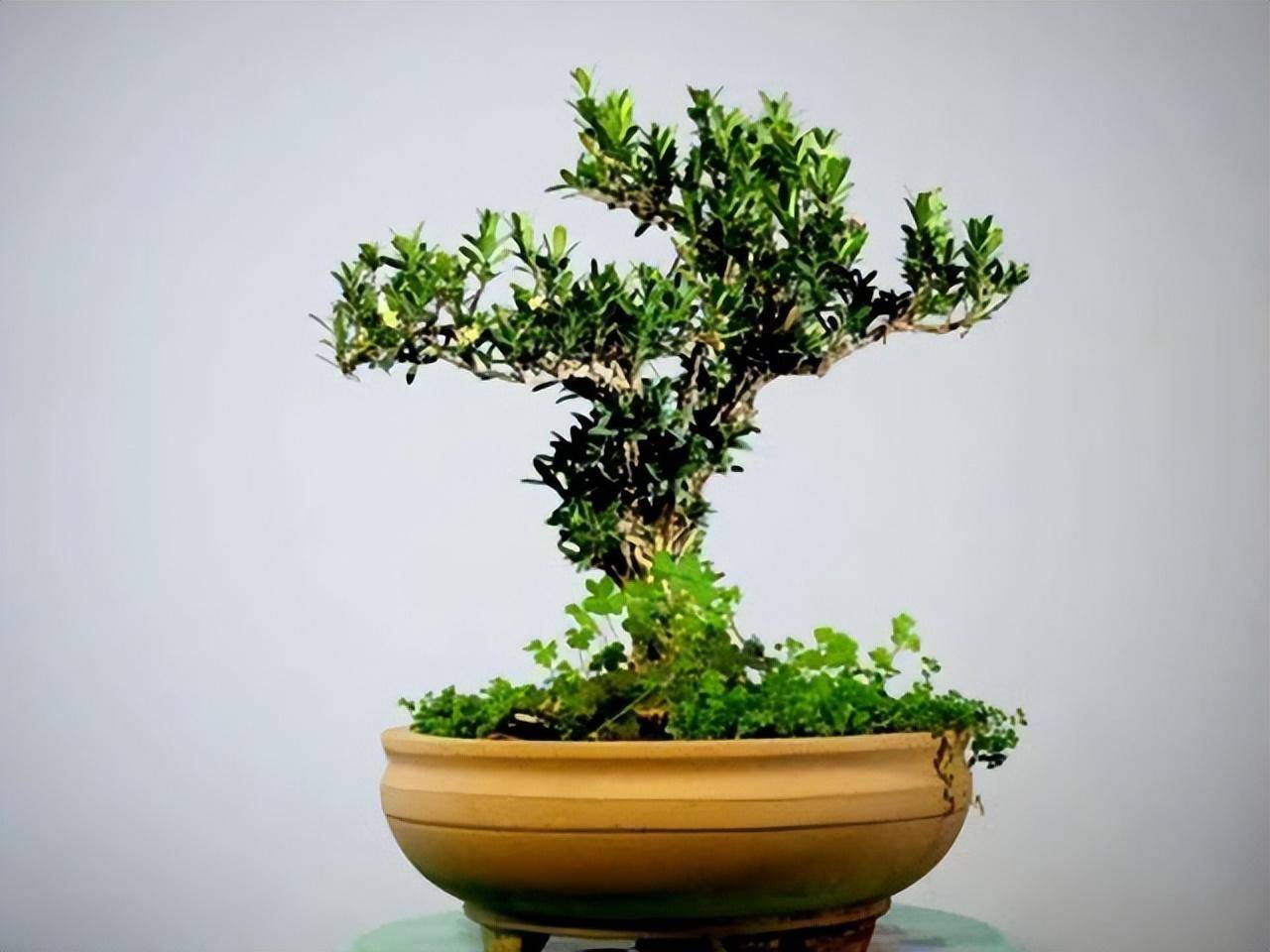 江苏一太太,一盆小叶黄杨养了3年,6道工序"变身"造型小盆栽_种植_进行