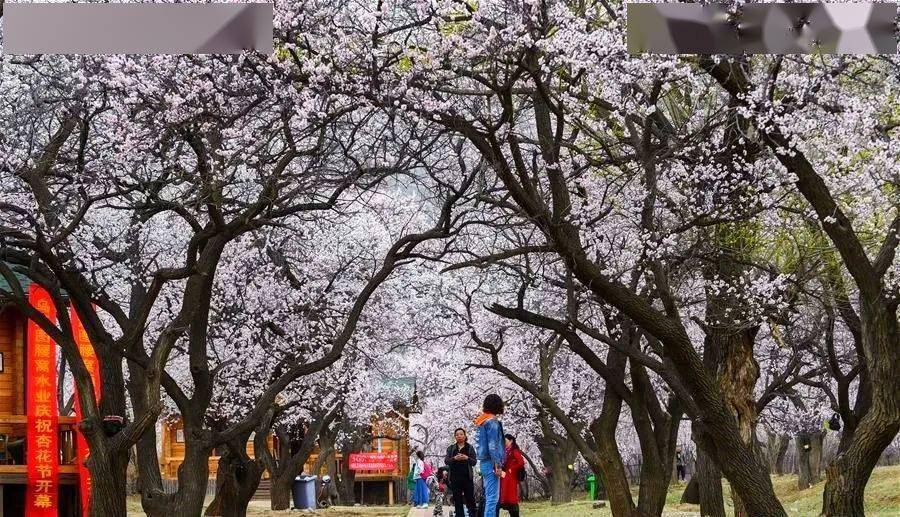 呼和浩特乌素图"杏花节"19日启幕_回民区_活动_旅游