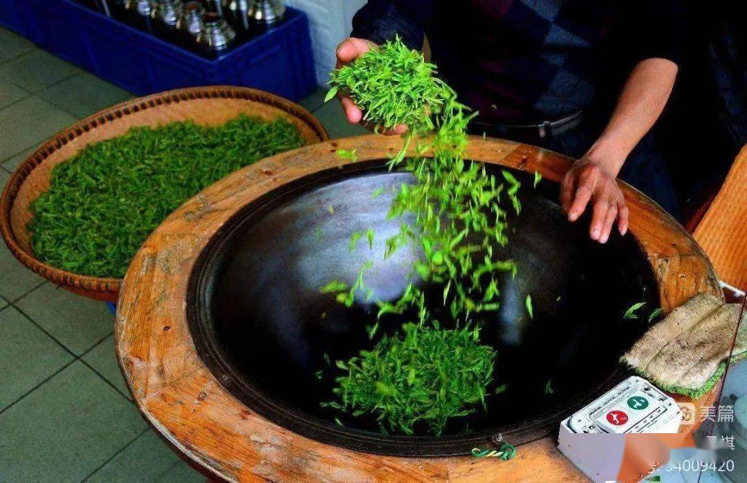 手工炒青前放点白色粉末?加的是茶叶添加剂?_研究_中国_专用