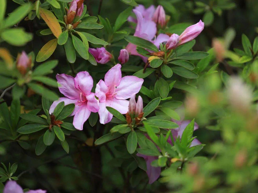 赏申城杜鹃花，四月春光正好！