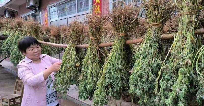 苜蓿花（紫花苜蓿图片） 第2张