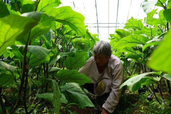 河北靈壽:訂單蔬菜助農增收致富_種植_郝衛東_農戶