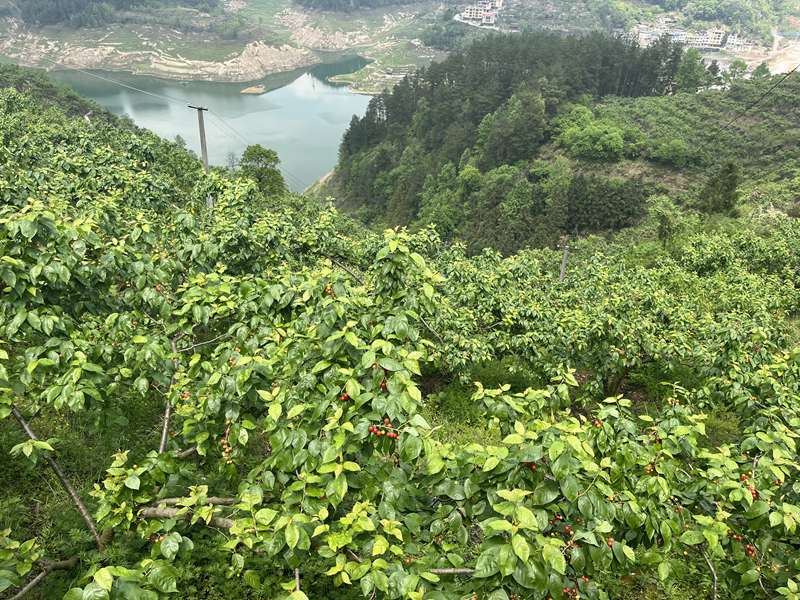 开阳县花梨镇:樱桃红透满枝头 硕果累累迎丰收_清江村_游客_漫山遍野
