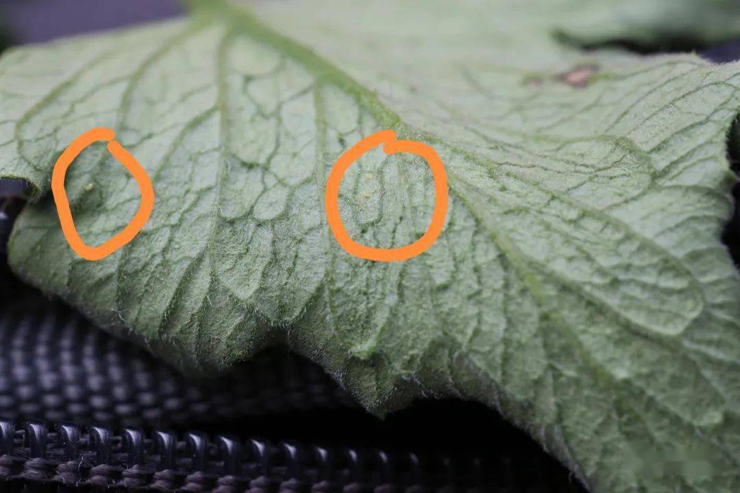 番茄潜叶蛾识别与防控_危害_幼虫_mm