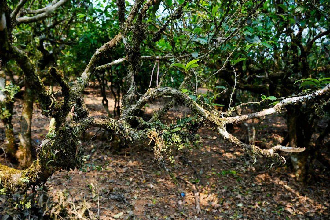 2023茶山行第二站 | 走进南糯山,探访古茶园,体验采茶,制茶,品茶之旅