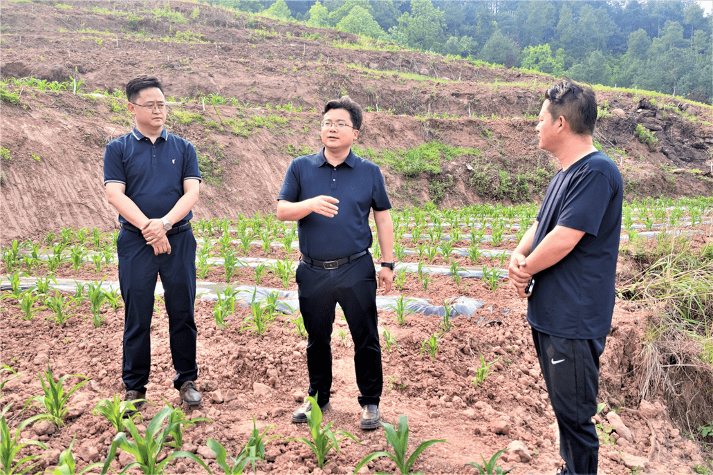 近日,赶水镇党委书记龚钦龙,副镇长徐亮到辖区内调研指导早熟糯玉米