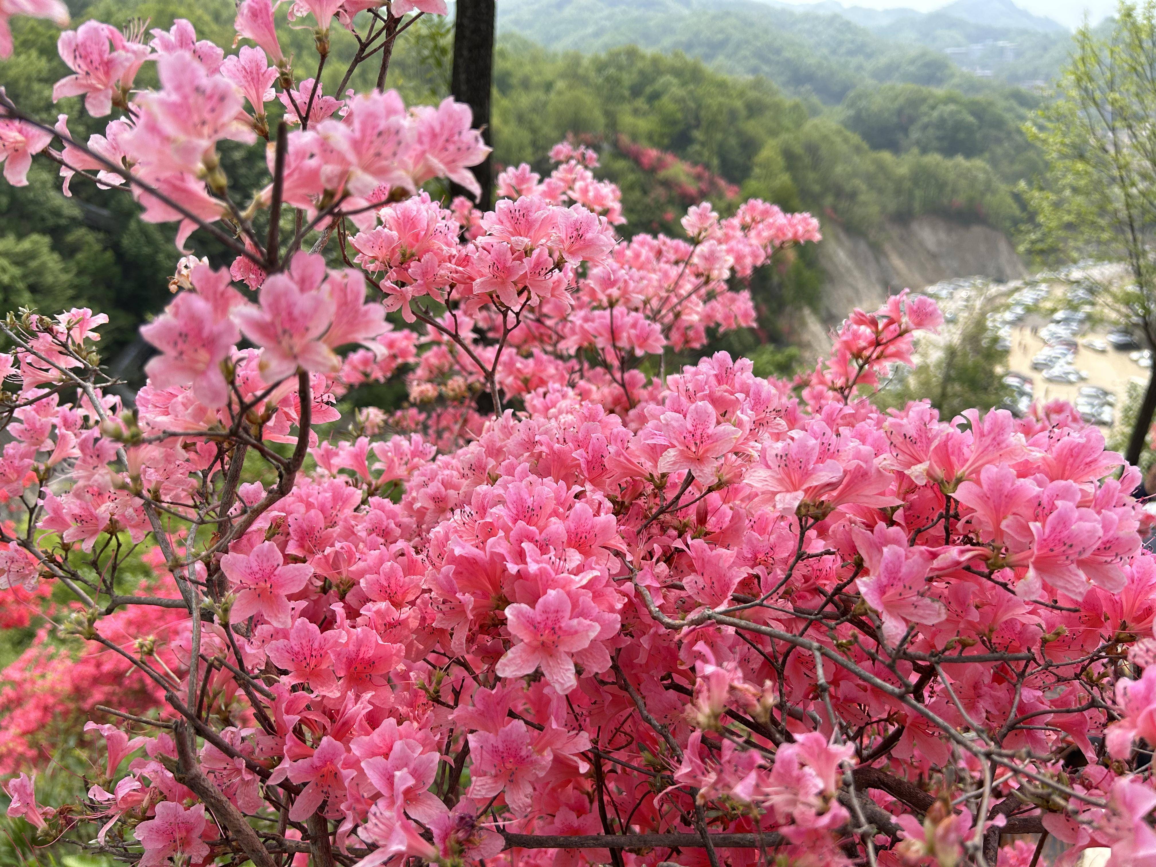 鲁山平沟杜鹃花图片