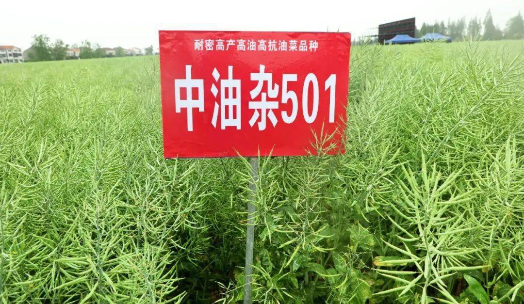 专家组对马家寨乡青安村"中油杂501"测产_油菜_江陵县_推广