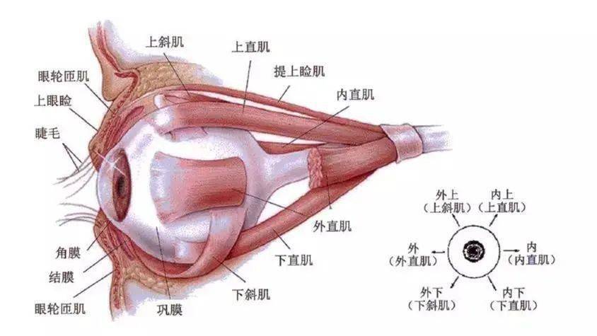 眼球外肌与眼球运动